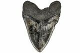 Bargain, Fossil Megalodon Tooth - Massive Meg Tooth! #197869-2